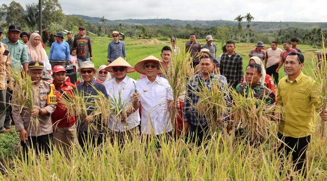 Disiarkan dari Desa Pargarutan Julu, Bupati Tapsel Panen Raya Serentak Bersama Presiden Prabowo