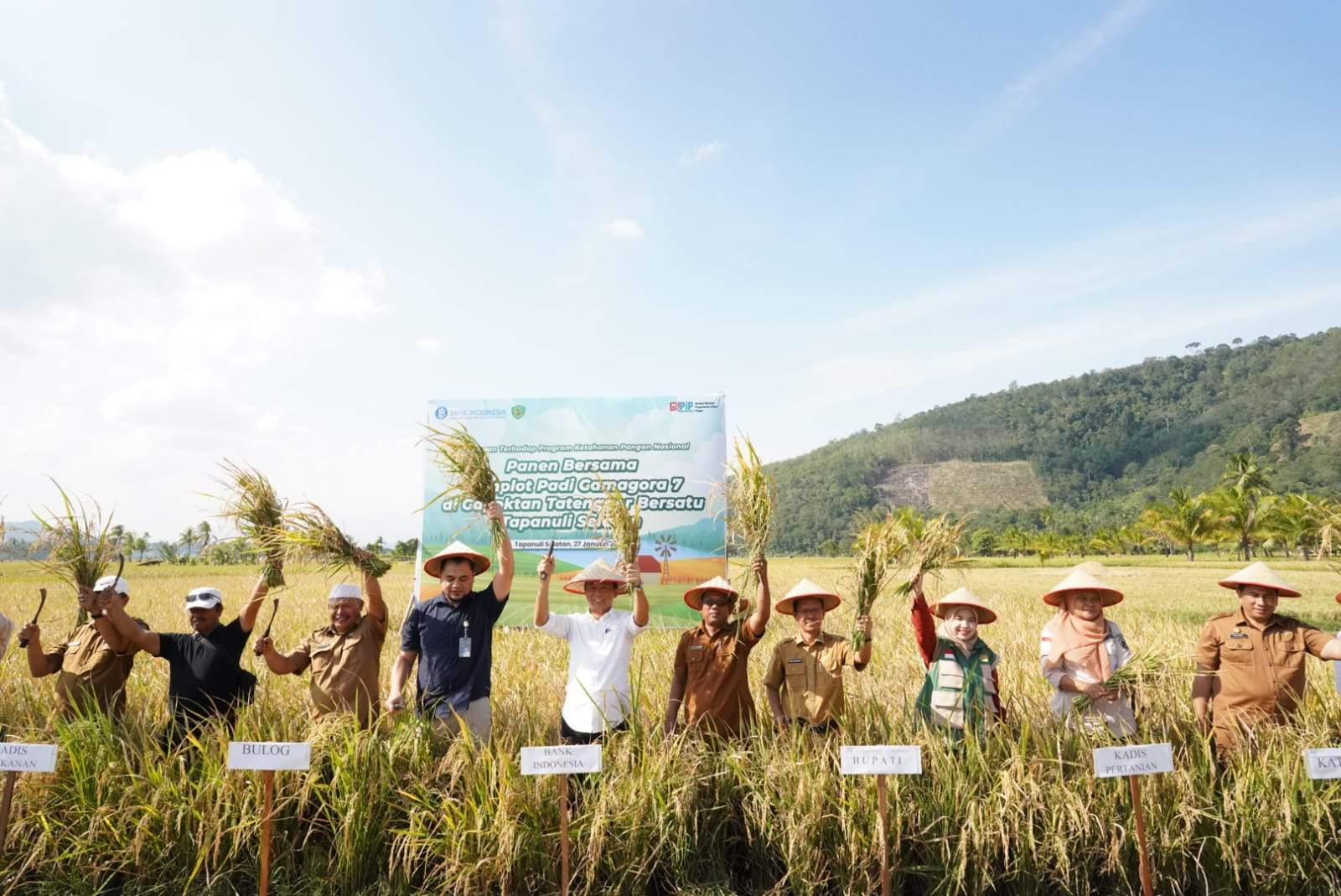 BI Sibolga Dukung Uji Coba Varietas Gamagora 7, Panen Raya Padi Sawah Digelar di Tatengger Tapsel