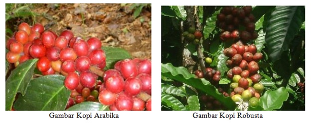 KOPI TAPANULI SELATAN